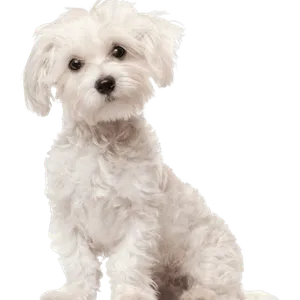 Malteser Puppy
