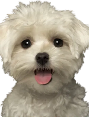 Malteser