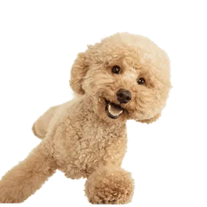 Maltipoo (1)