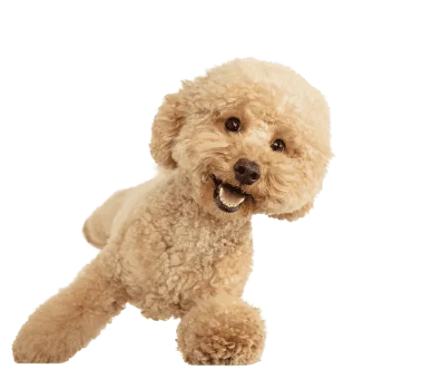 Maltipoo (1)