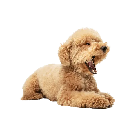 Maltipoo (3)