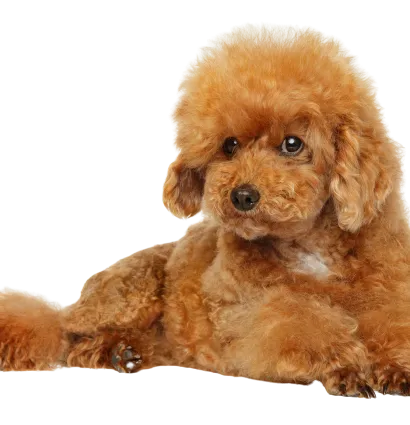 Maltipoo