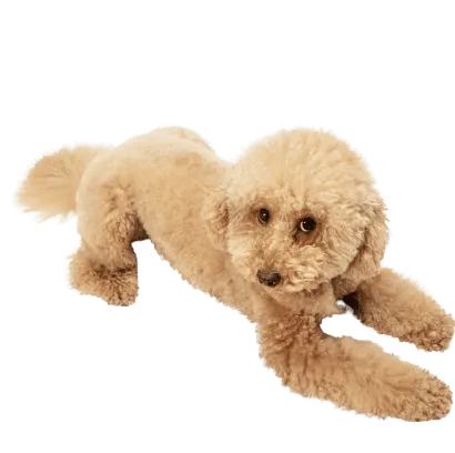 Maltipoo (4)