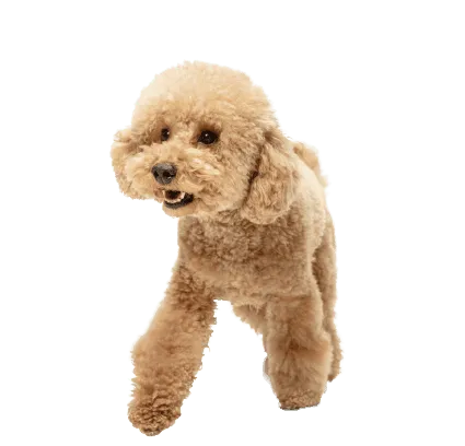 Maltipoo (2)