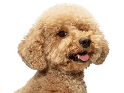 Maltipoo Profile