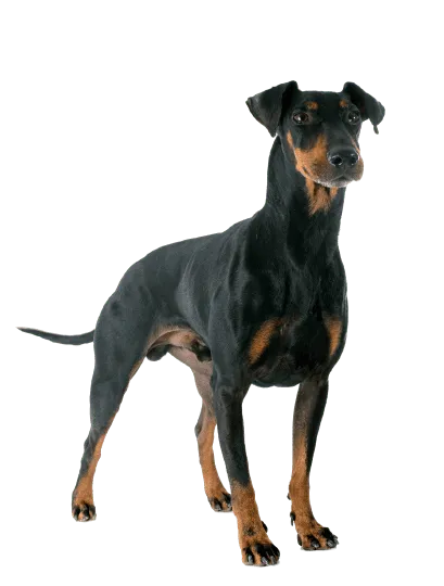 Manchester Terrier (5)