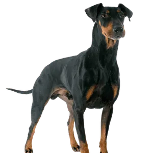 Manchester Terrier (5)