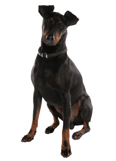 Manchestaer Terrier (1)