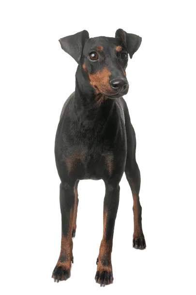 Manchester Terrier (2)