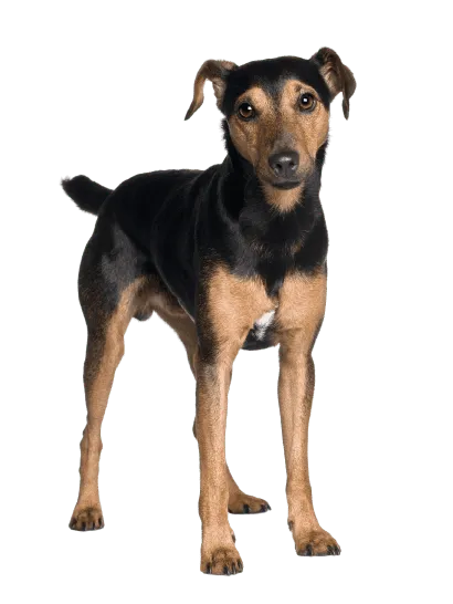 Manchester Terrier (3)
