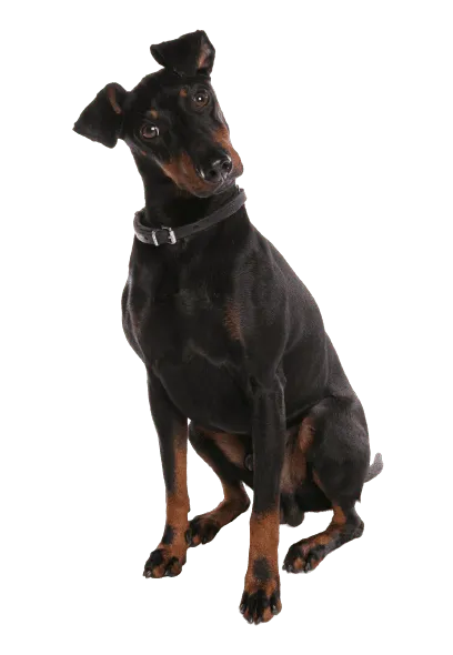 Manchester Terrier (4)