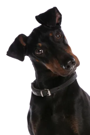 Manchester Terrier
