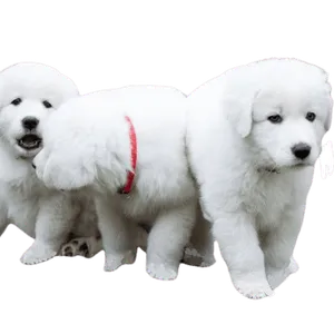 Maremmen-Abruzzen-Schäferhund (3)