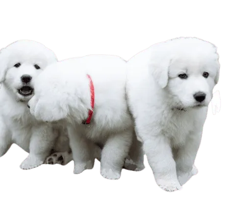 Maremmen-Abruzzen-Schäferhund (3)