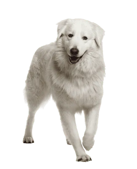 Maremmen-Abruzzen-Schäferhund (5)