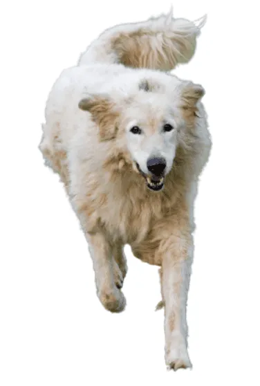 Maremmen-Abruzzen-Schäferhund