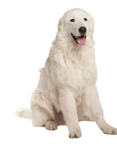 Maremmen-Abruzzen-Schäferhund