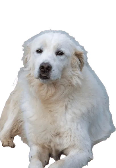 Maremmen-Abruzzen-Schäferhund
