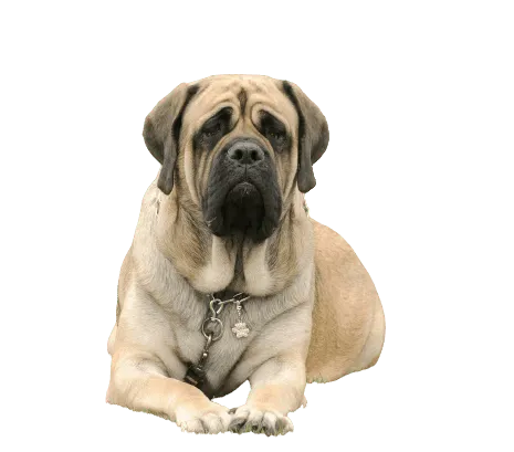 Mastiff (3)