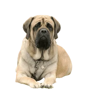 Mastiff (3)