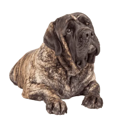 Mastiff (4)