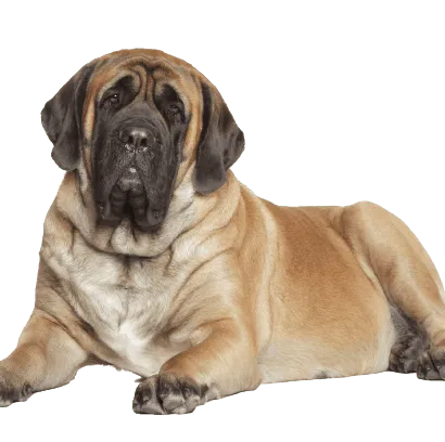 Mastiff (2)