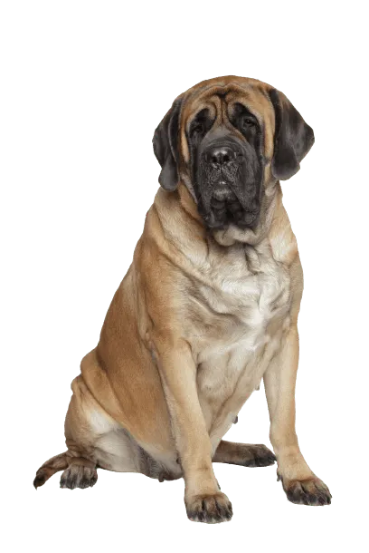 Mastiff (5)