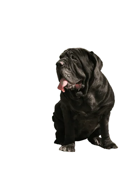 Mastiff (6)