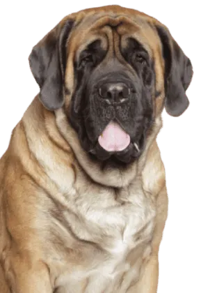 Mastiff