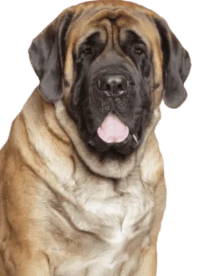 Mastiff