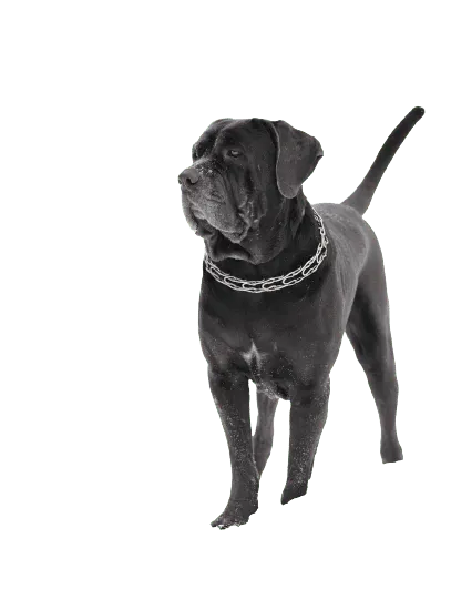 Mastino Napoletano (5)