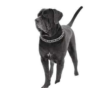Mastino Napoletano (5)