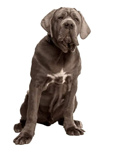 Mastino Napoletano (3)