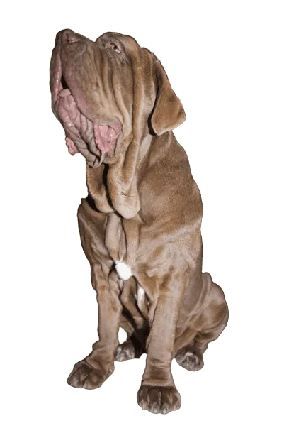 Mastino Napoletano (4)