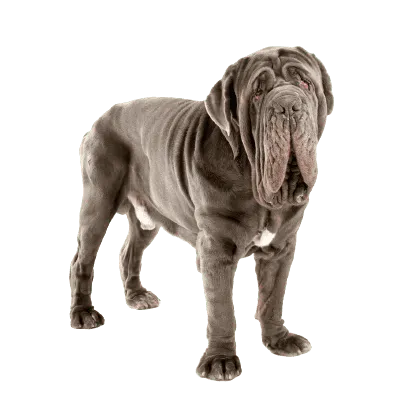 Mastino Napoletano (6)