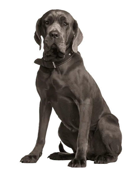 Mastino Napoletano (2)
