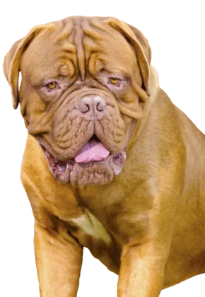 Mastino Napoletano