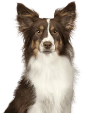 Miniature American Shepherd