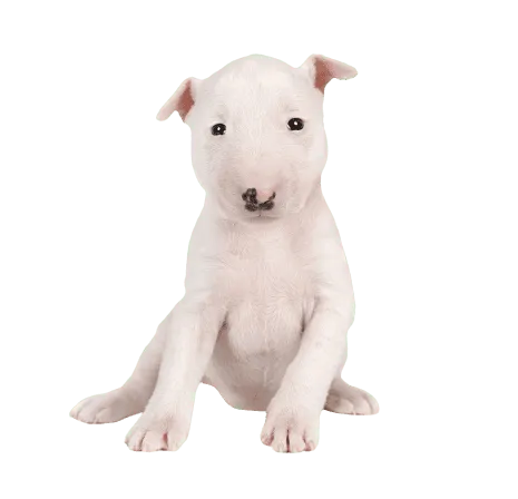 Miniature Bull Terrier (6)