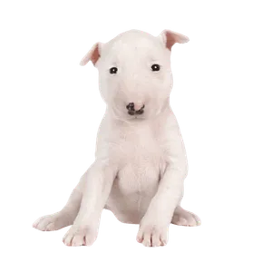 Miniature Bull Terrier (6)