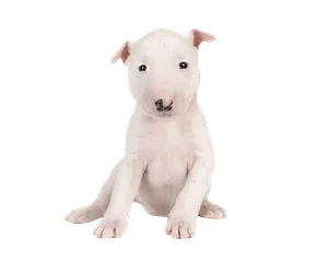 Miniature Bull Terrier (6)