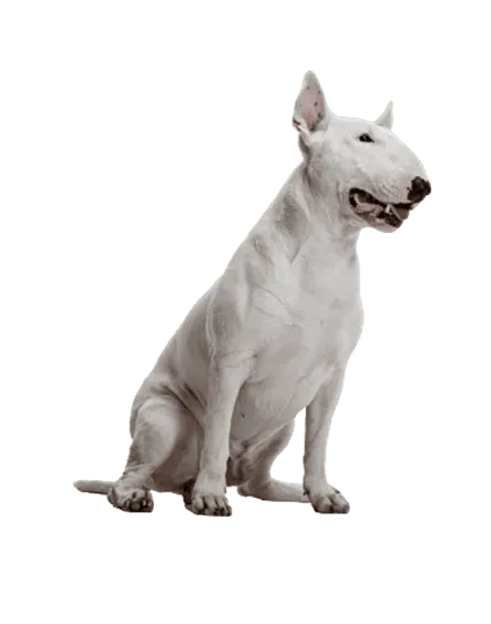 Miniature Bull Terrier