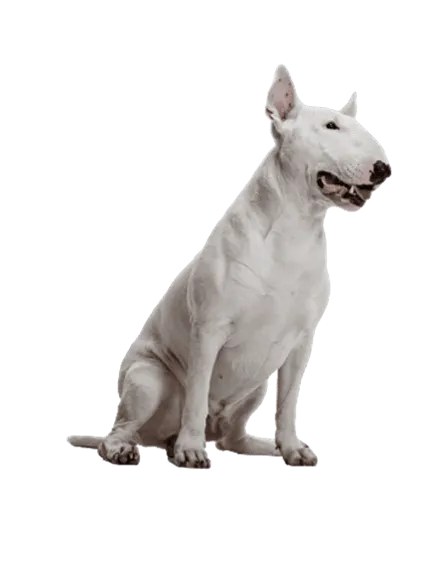 Miniature Bull Terrier