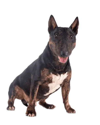 Miniature Bull Terrier (5)