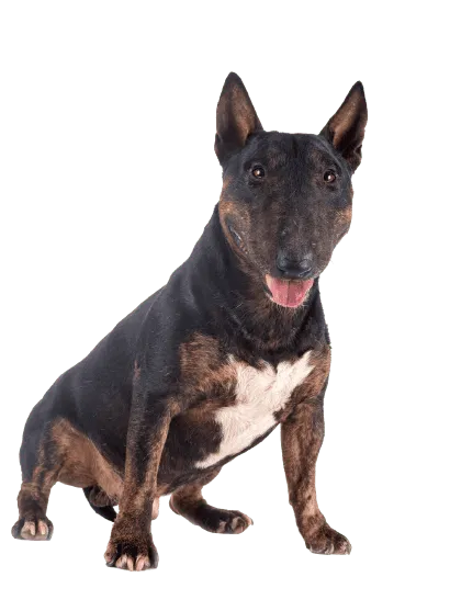 Miniature Bull Terrier (5)