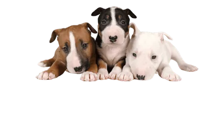 Miniature Bull Terrier - Gesundheit