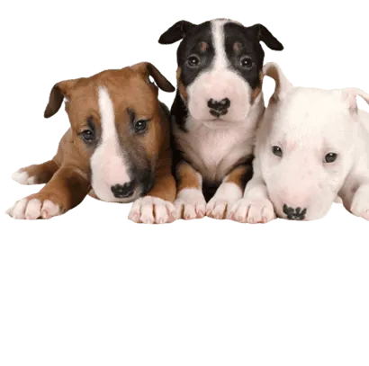 Miniature Bull Terrier - Gesundheit