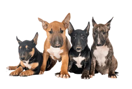 Miniature Bull Terrier (3)