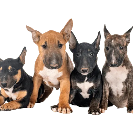 Miniature Bull Terrier (3)