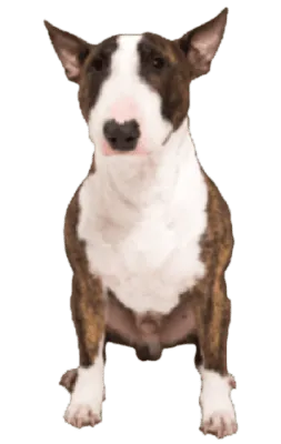 Miniature Bull Terrier